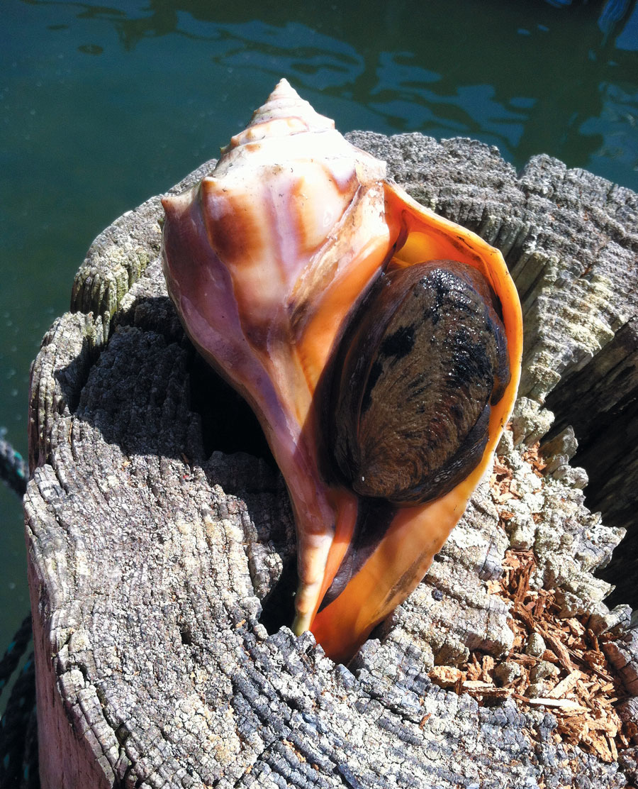 The Case of Conch | Edible Cape Cod