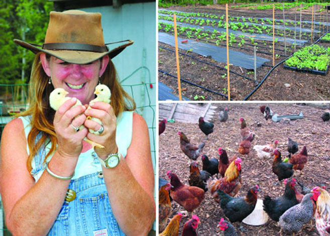 Chicks, chickens, and homegrown plants at Miss Scarlett's Blue Ribbon Farm
