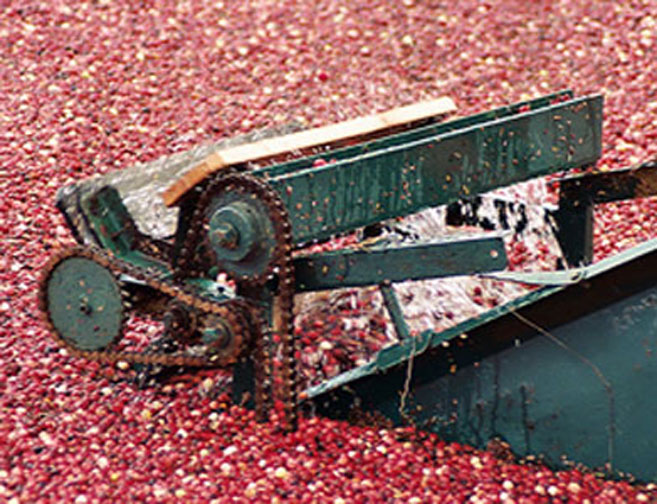 machine harvests cranberries