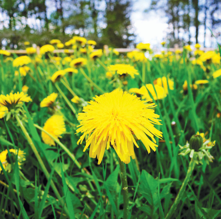 Eating Wild: Getting to the Root of the Matter with the Delightful  Dandelion | Edible Cape Cod