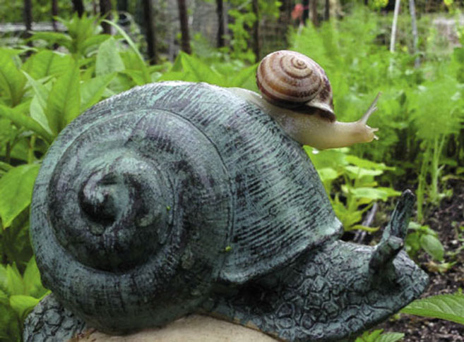 snail in the wilderness