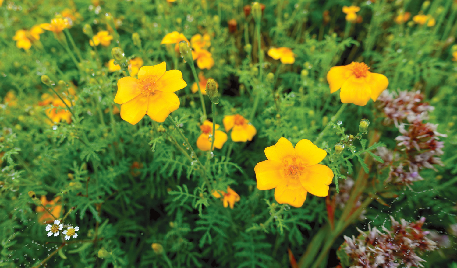 Edible Flowers to Plant in Your Garden
