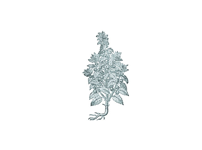 herb illustration