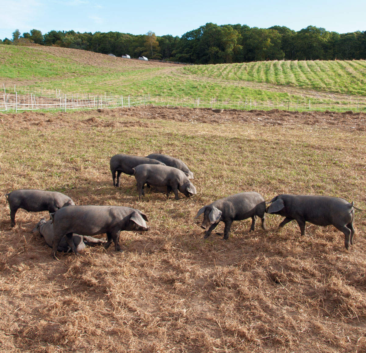 heritage pigs at cape cod organic farm