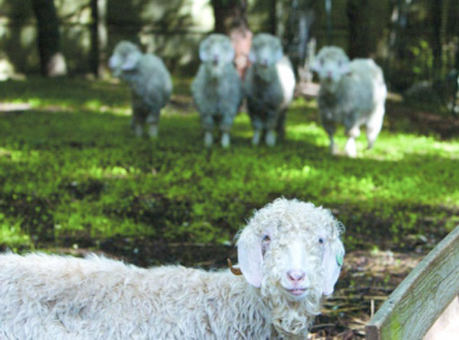 sheeps on knot-a-thot farm