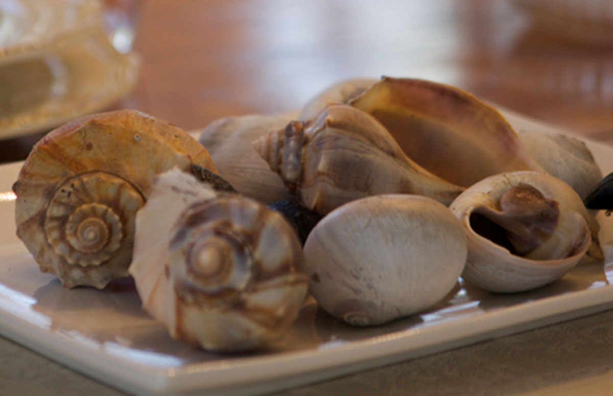 moon snails and whelks