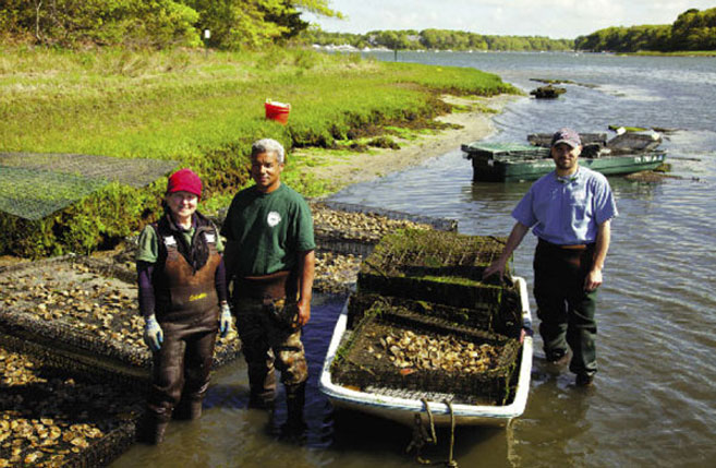 first light oysters respond to nitrogen crisis