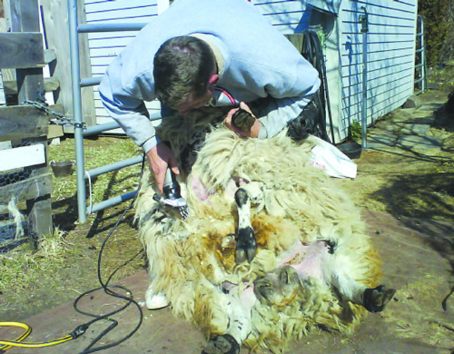 man shearing a sheep