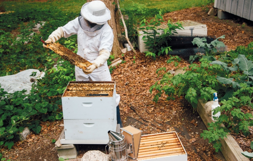 The Backyard Bee Keeper | Edible Cape Cod