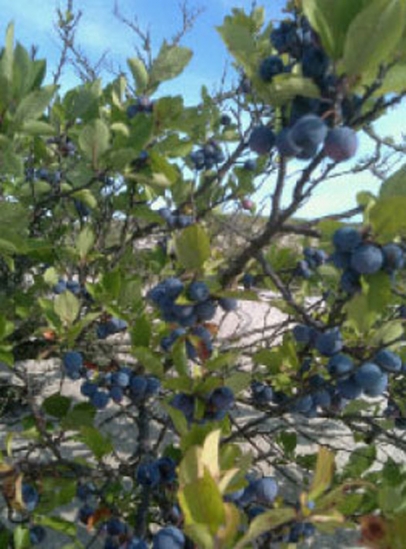 beach plums on the tree in Cape Cod, MA
