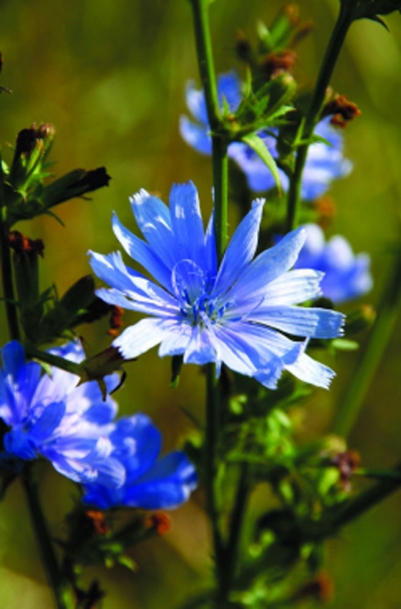 blue flower of chicory plant
