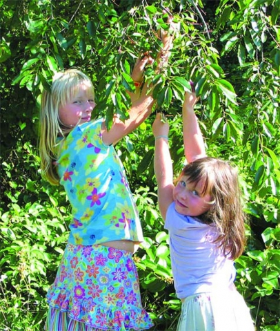 two young girls pick fruit from a leafy tree