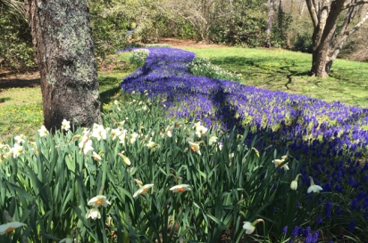 Heritage Museum and Gardens has more than 100 acres of display gardens that feature flowers, trees and shrubs native to Cape Cod. 