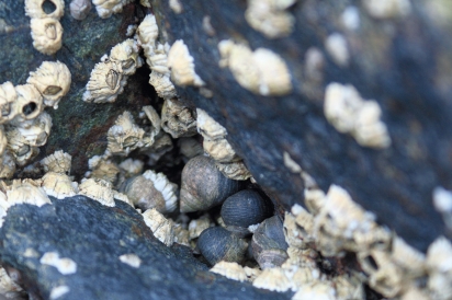 Periwinkles hide in the cervices of rocks at low tide. 