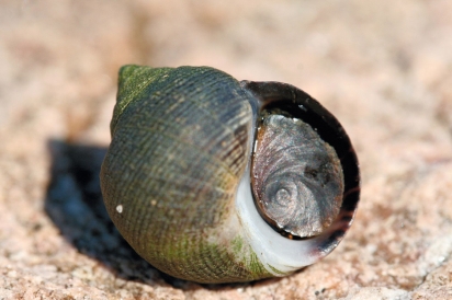 Periwinkles have a thin hard door called an operculum attached to the side of their body which they shut to keep predators out and moisture in.