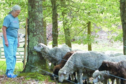 Toni Malouf watches sheep at Knot-a-Thot Farm