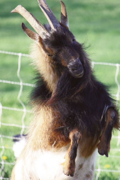 Resident Goat