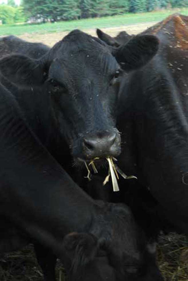 Black Angus Beauties