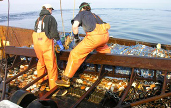 two men with a large catch of scallops