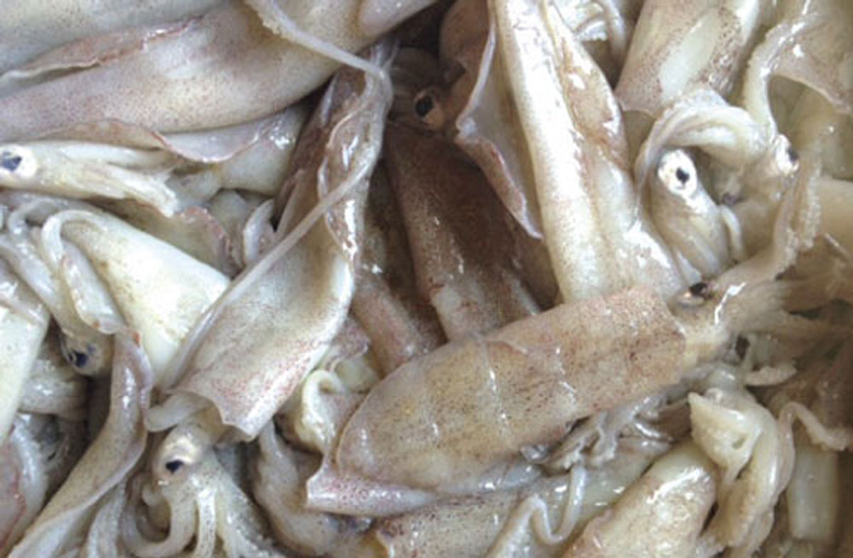local Cape Cod squid