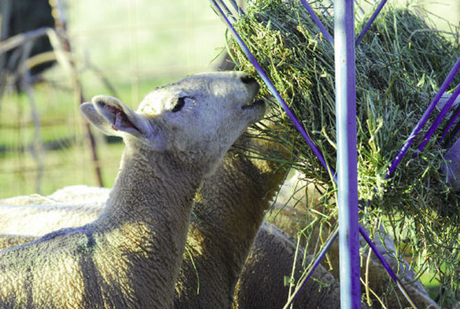 sheep eat hay