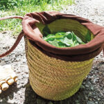 notorious-nettle-1.jpg