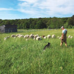 sheep-count-2.jpg