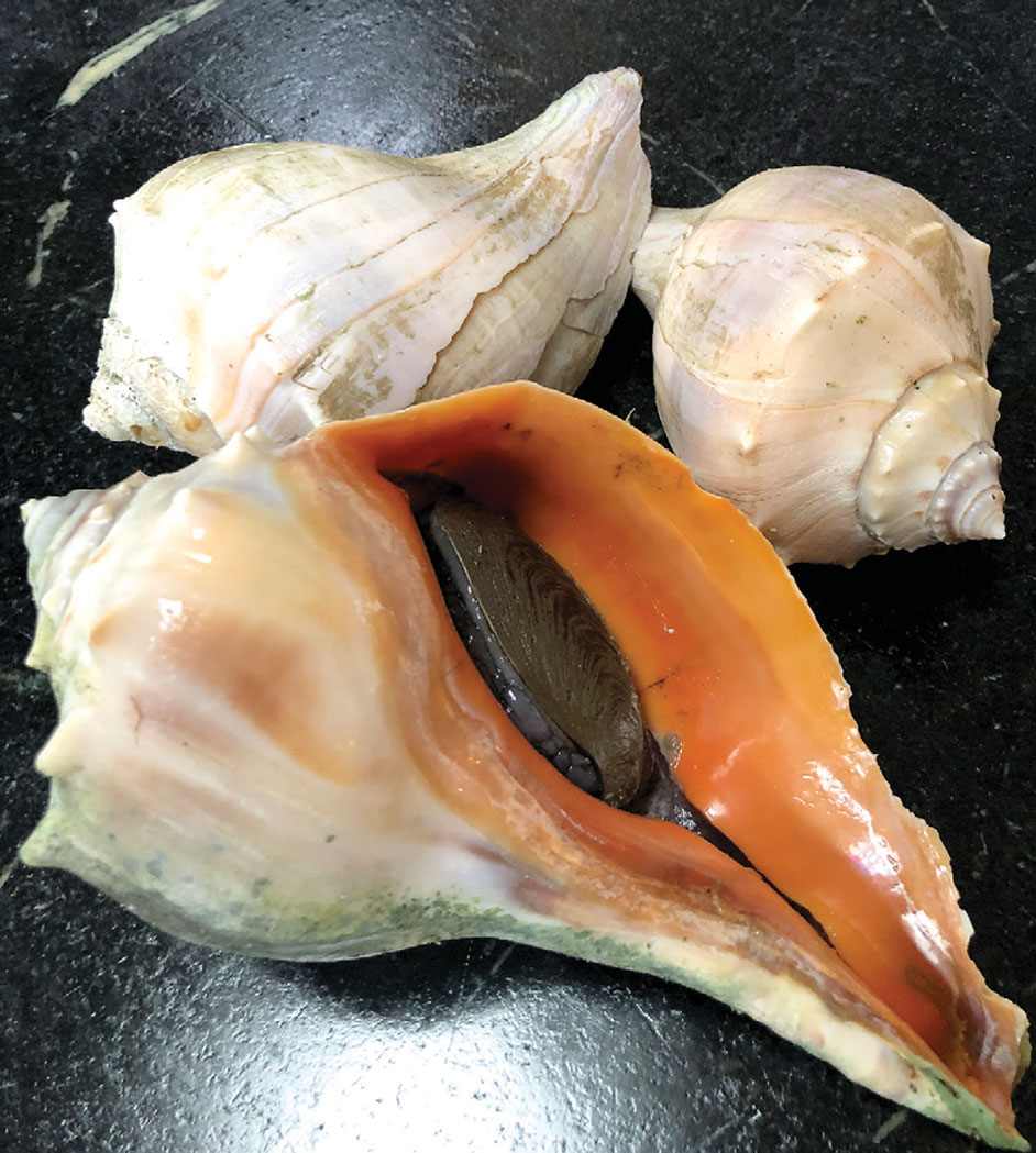 whelk-quinoa.jpg