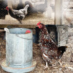 wellfleet-chicken-koop-1.jpg