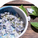wild-violet-1.jpg