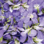 wild-violet-discover-1.jpg