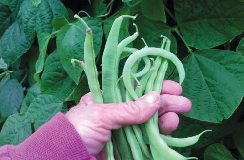pole-bean-renaissance-1.jpg